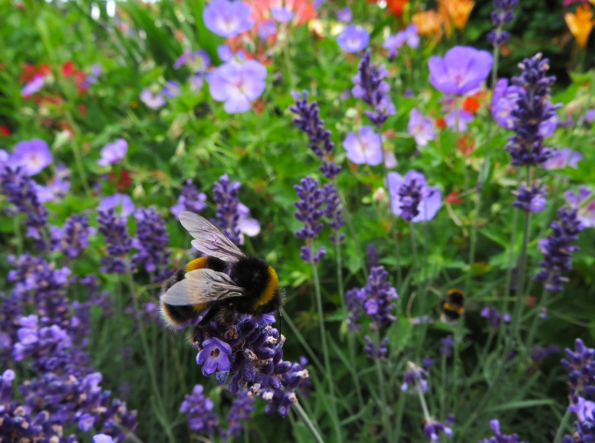 MatthewShute's tweet image. Behold: broad-but-buoyant bumblebees bounce around bunches of brilliant blooms, brightening our
#InsectThursday !
💜 🪻 🐝 💚