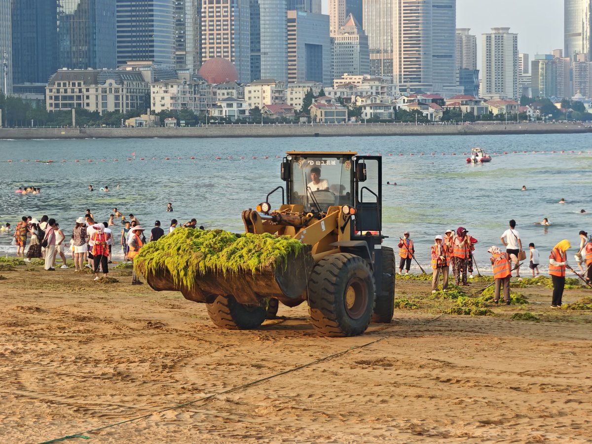 我的意识形态比较偏西方左派，其中原因之一就是，我非常喜欢游泳与户外运动，可是因为环境污染与海水富营养化，青岛的海岸线今年又又又一次迎来了浒苔泛滥，瞧瞧这锡林郭勒大草原～青岛分原。
