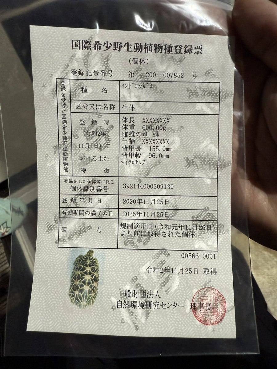 インドホシガメ pr入荷しました✨

即戦力サイズ☝
♂も♀もデカいです✨

気になる方はお早めに☝

第200- 007852号