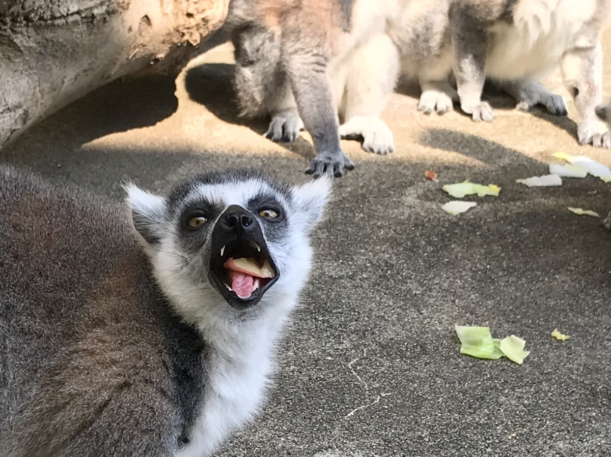 HitachiCity_Zoo's tweet image. #かみねっちょ図書館 更新しました!
2016年、申年にちなみ #かみね動物園 で飼育している霊長類について毎月紹介する「月刊モンキー」を発行していました。
今回全号掲載したのでぜひご覧ください!
※現在は飼育終了している種も含まれていますのでご注意ください。
city.hitachi.lg.jp/zoo/1004236/in…