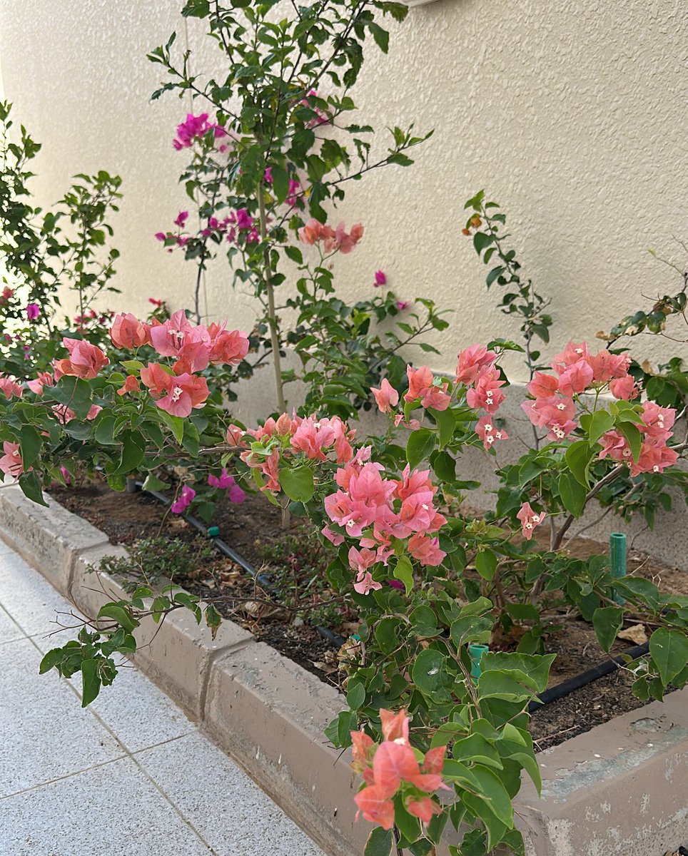 صباحُ الخير
تفَائل بما إختاره الله لك، حتى وإن كان خارج رغبتِك، فسوف تُرزق وتسعَد ثم تنسى، وتعوّض بكل ماهُو جميل يومًا ما♥️.

 #صباحيات