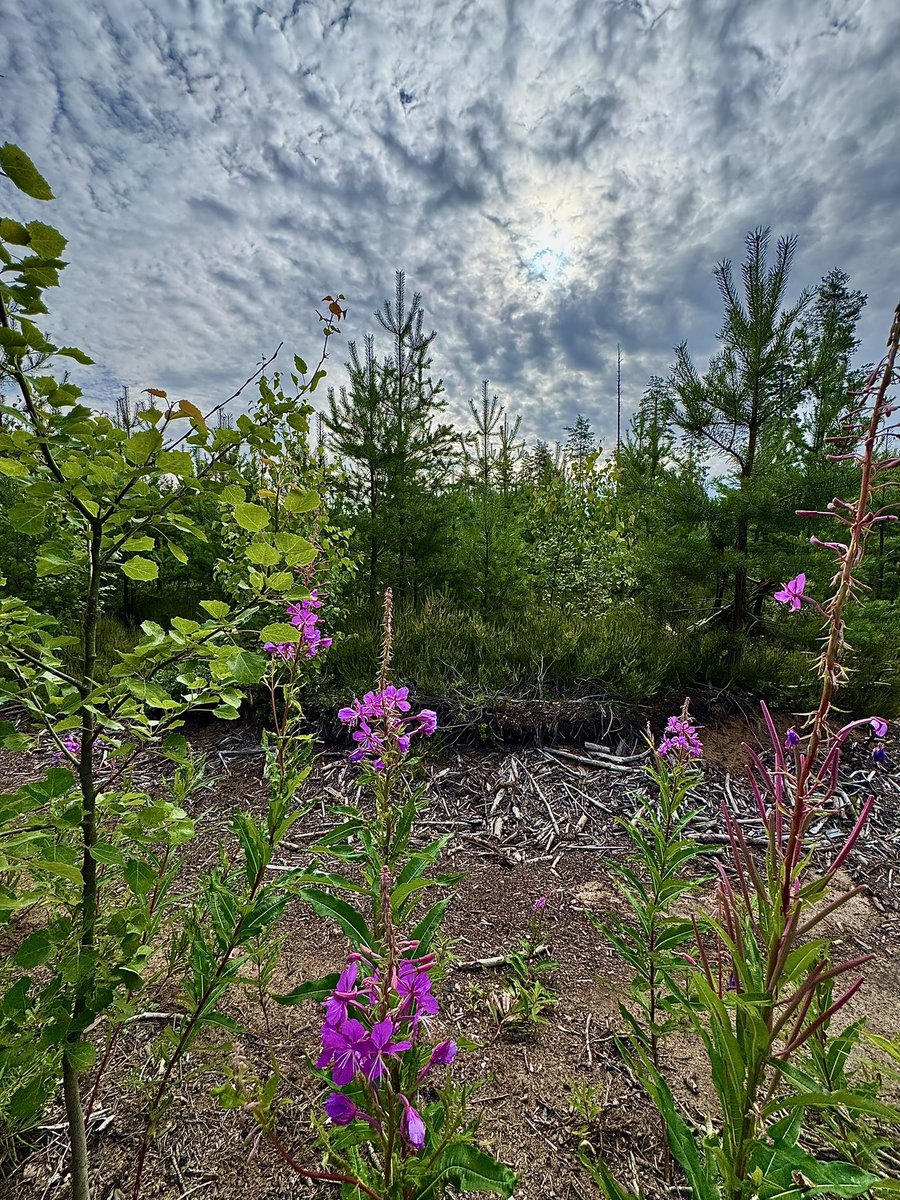 FromMikes's tweet image. Happy Thursday morning from the Research forest 🌲in Tuusula. The sun is trying to break through the clouds.