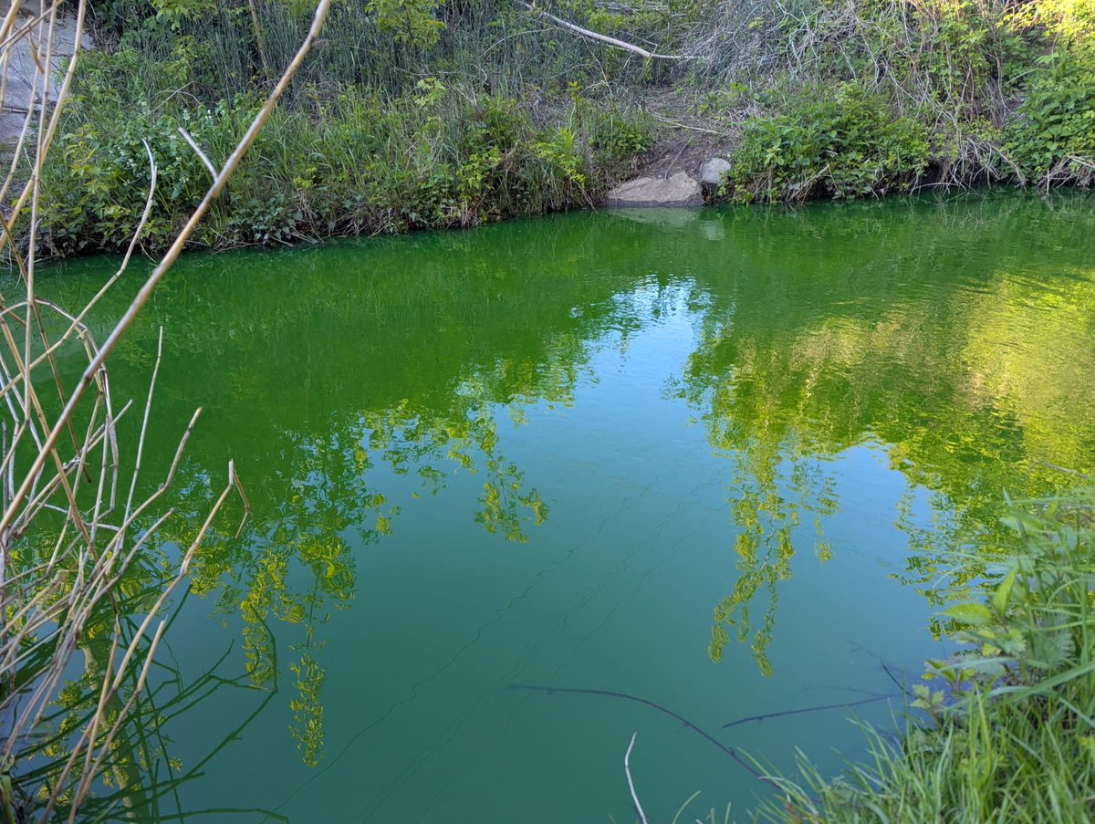 🟢Šodien iespējama zaļa ūdens parādīšanās pie Dienvidu tilta, lietus ūdens kanalizācijas iztekā. Tā saistīta ar siltumtīklu iztukšošanu, uzsākot remontdarbus.
Pievienotā krāsviela cirkulē tikai <a href="/RSiltums/">RĪGAS SILTUMS</a>  siltumtīklos un nav kaitīga videi un veselībai. Brīdināts <a href="/videsdienests/">VVD</a>