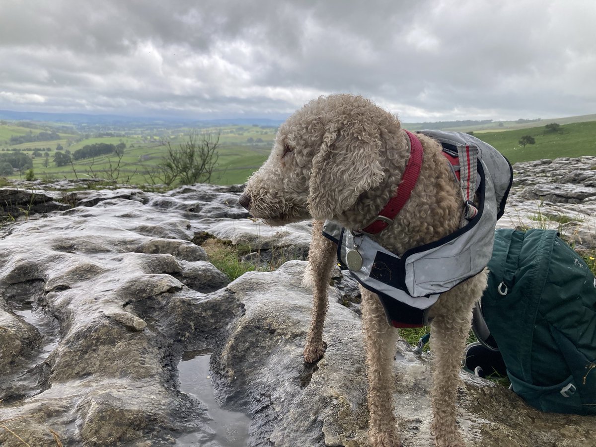 doristhehat's tweet image. Good morning everyone wishing you a lovely day 馃槃a tad slippery on Malham limestone pavement last week. And Reg thought so too 馃挌
#YorkshireDales