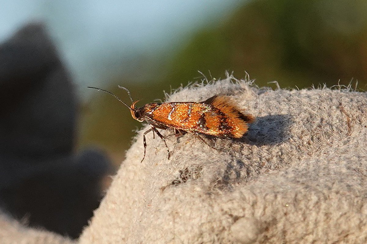 dartfordtrapper's tweet image. some nice variety in the garden trap this morning including Promalactis procerella, Achroia grisella, Acrobasis tumidana and Pempelia genistella. Dartford VC16.