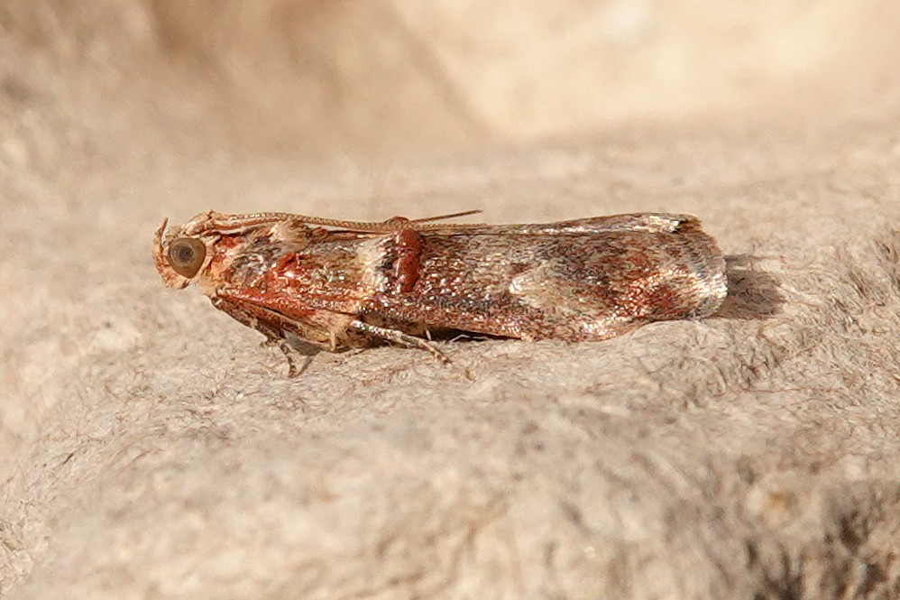 dartfordtrapper's tweet image. some nice variety in the garden trap this morning including Promalactis procerella, Achroia grisella, Acrobasis tumidana and Pempelia genistella. Dartford VC16.