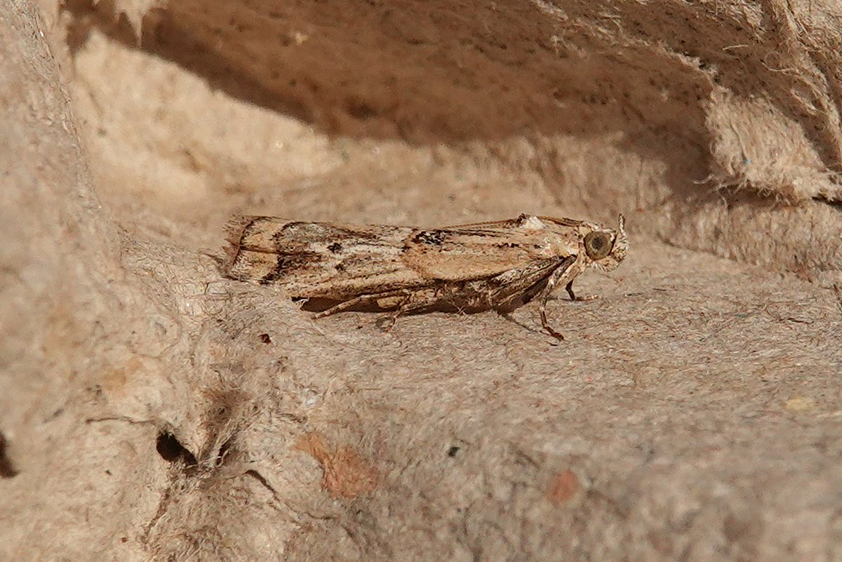 dartfordtrapper's tweet image. some nice variety in the garden trap this morning including Promalactis procerella, Achroia grisella, Acrobasis tumidana and Pempelia genistella. Dartford VC16.