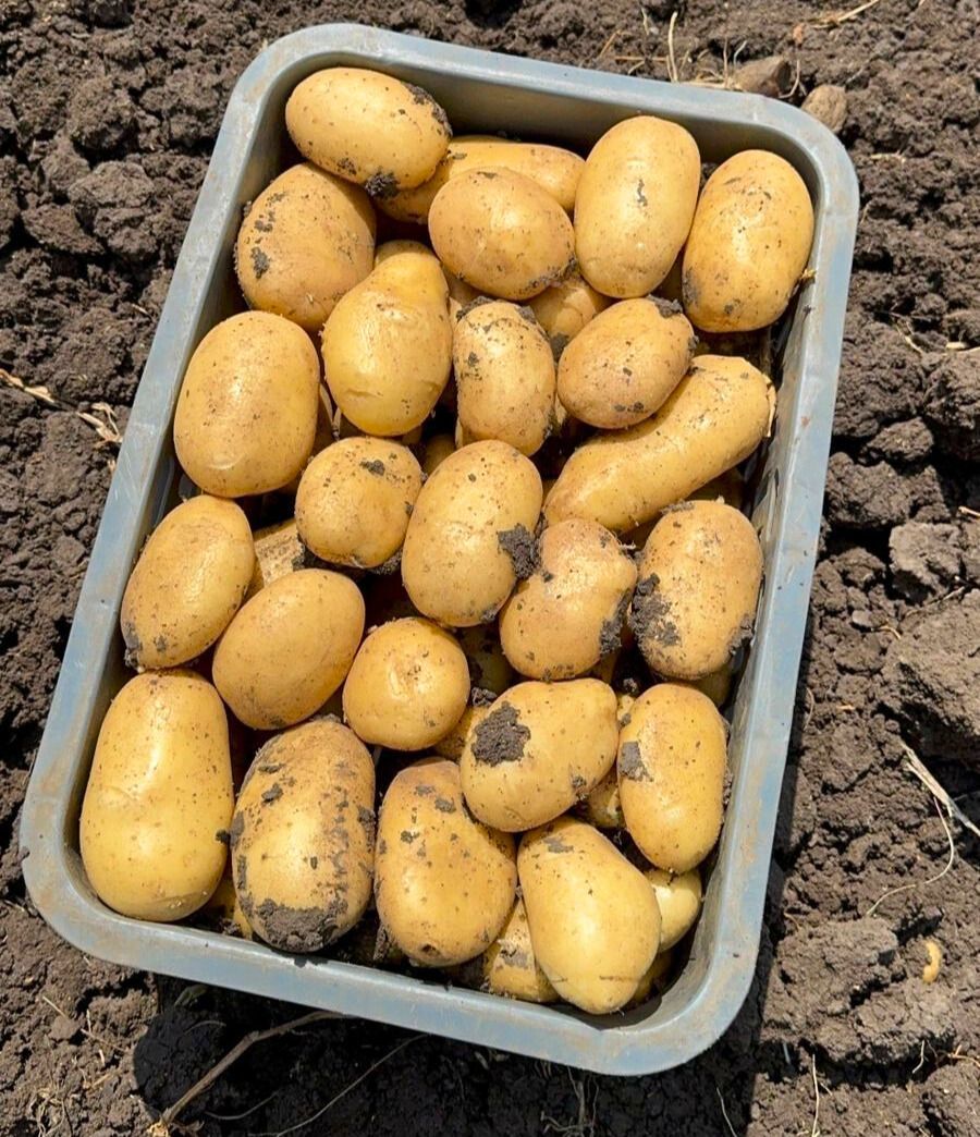 #soundgetsaround in Morocco, where the variety is currently being harvested in the Meknès area. Challenging conditions in a continental climate, but the growers are very happy with the good results of the robust and stress-resistant variety. #meijerpotato #buildingonpotential