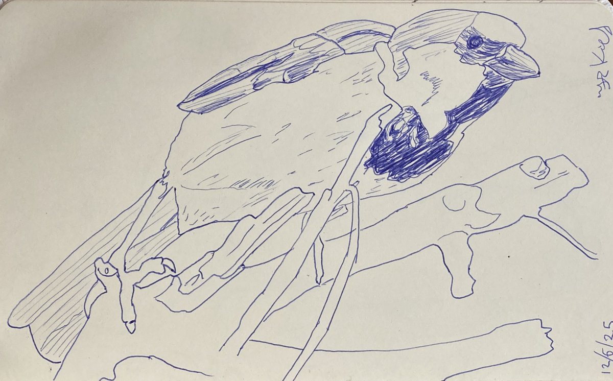 Today’s #sketch from 12/6/25 of #Nature #ballpoint #Pen #Drawing 21.5 x 13.5 cms  on paper

More sketches
instagram.com/frankkiely/