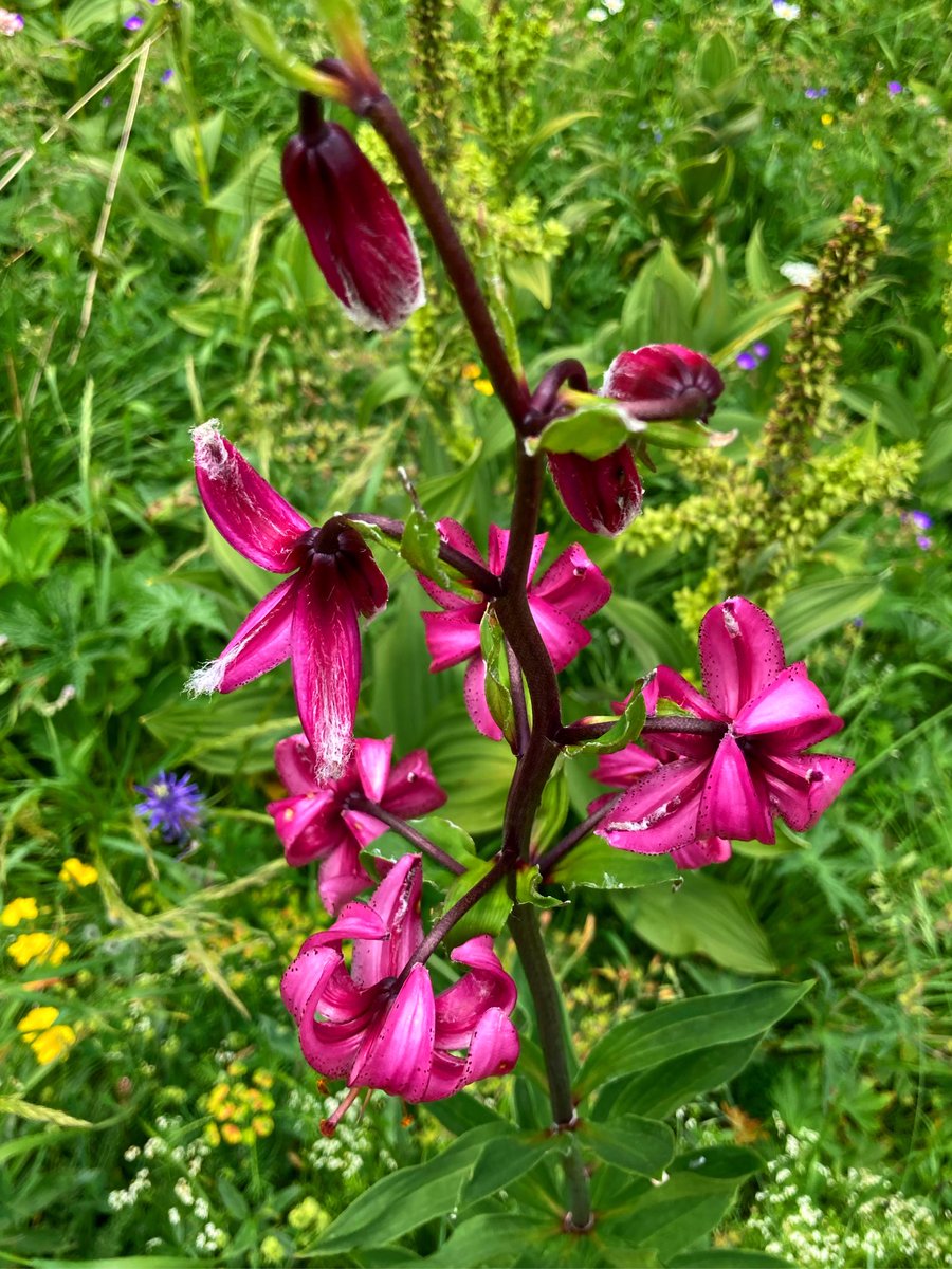 Entretien dans la montagne…le Lys Martagon 🙏