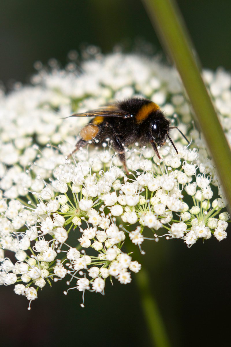 garden_aspire's tweet image. Busy bumble bees, their stripy coats vivid against the soft white petals — a summer moment in motion. 🐝🤍
#InsectThursday
#bumblebee #honeybee #insects #ThePhotoHour