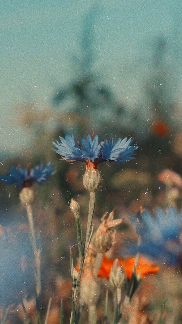 "Sabretmesini bil, vaktinden önce çiçek açmaz .."

صباح الخير '💌