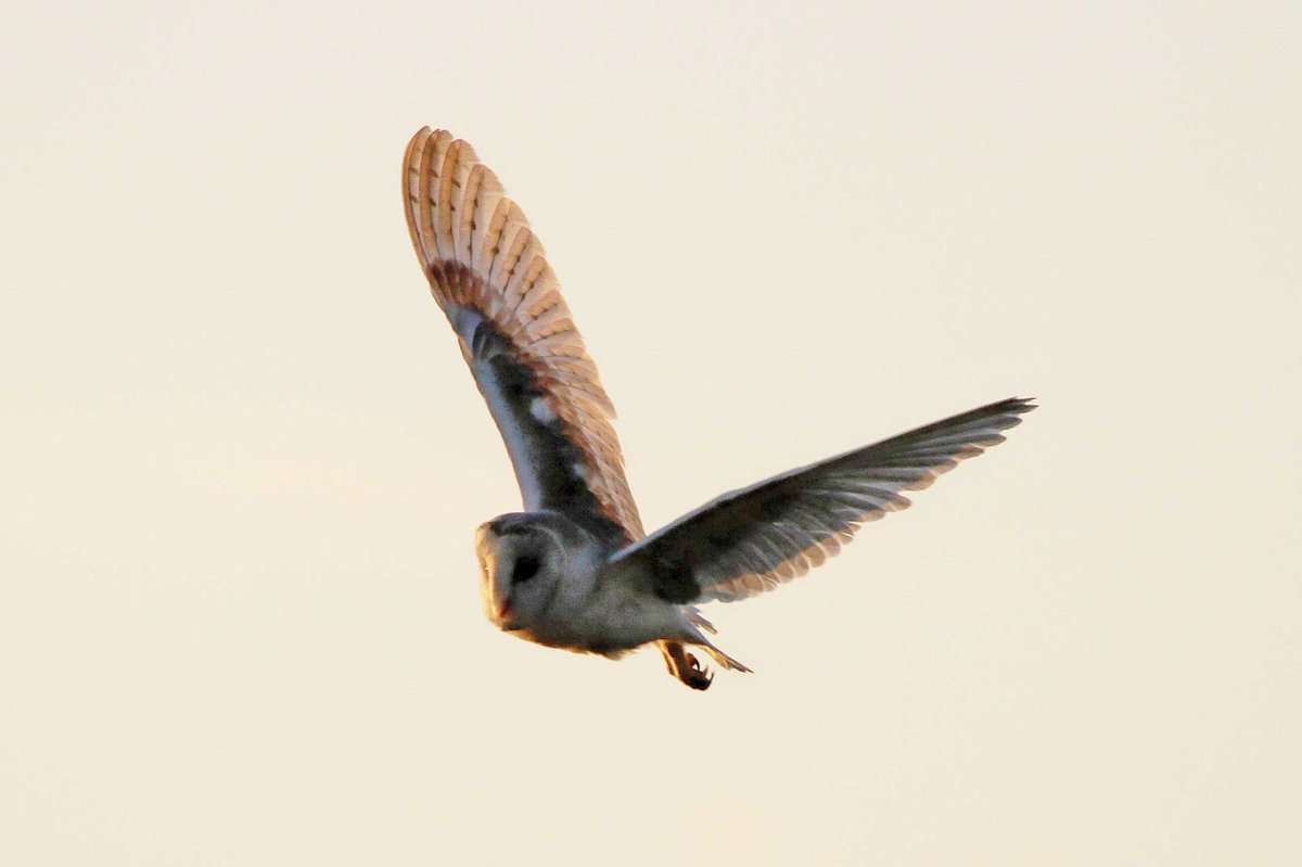 MrSteveyJames's tweet image. A few photos of the Barn Owl out hunting in the late evening a couple of days ago #Chesterfield #Derbyshire #TwitterNatureCommunity #TwitterNaturePhotography @Derbyshirebirds @DerbysWildlife @NatureUK @BBCSpringwatch @shefbirdstudy @Natures_Voice @BarnOwlCentre @BarnOwlTrust