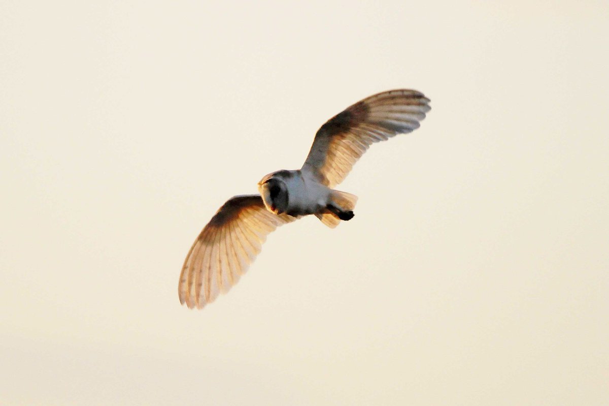 MrSteveyJames's tweet image. A few photos of the Barn Owl out hunting in the late evening a couple of days ago #Chesterfield #Derbyshire #TwitterNatureCommunity #TwitterNaturePhotography @Derbyshirebirds @DerbysWildlife @NatureUK @BBCSpringwatch @shefbirdstudy @Natures_Voice @BarnOwlCentre @BarnOwlTrust