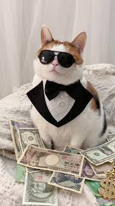meow2you's tweet photo. Here in Vegas, all our cats dress this way. Especially the ones headlining at Caesar's Palace. 😽😻😹😸
#FashionDay #CatsOfX 

@ThePhilosopurr @GeneralCattis @HarryCatPurrs @LuminousNumino1 @TERRYW_UK @PeterRABBIT67 @briano29 @eliznoelle @EringoB02429272 https://t.co/IxKkrL5Dx3