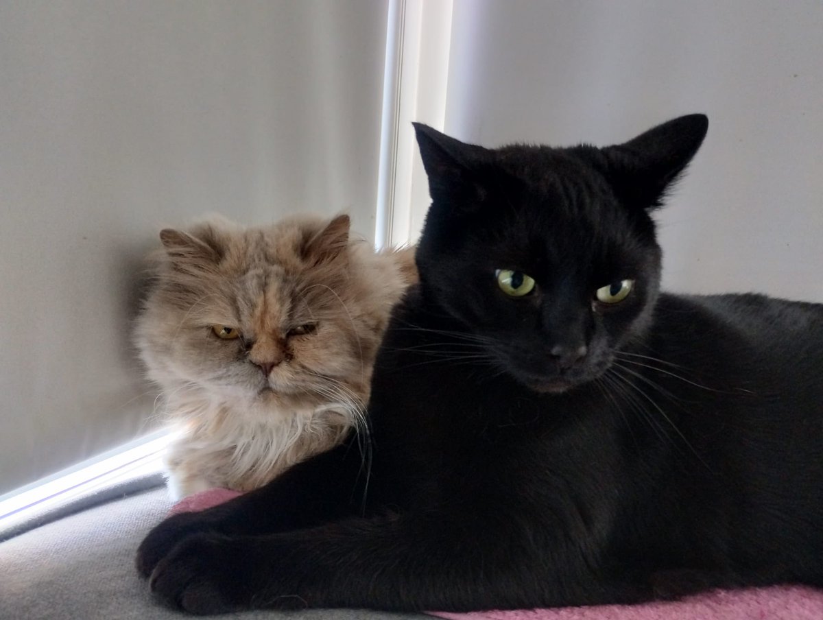 Happy Furcuz Fursday all, Ralph wanted a photo all to himself for once, but Mary wasn’t having it and demanded to be part of the shot by squeezing herself in . I wonder if I could squeeze in too next time . Have a lovely day pals 🧡😺 #adoptdontshop #furcuzfursday #rescuecat