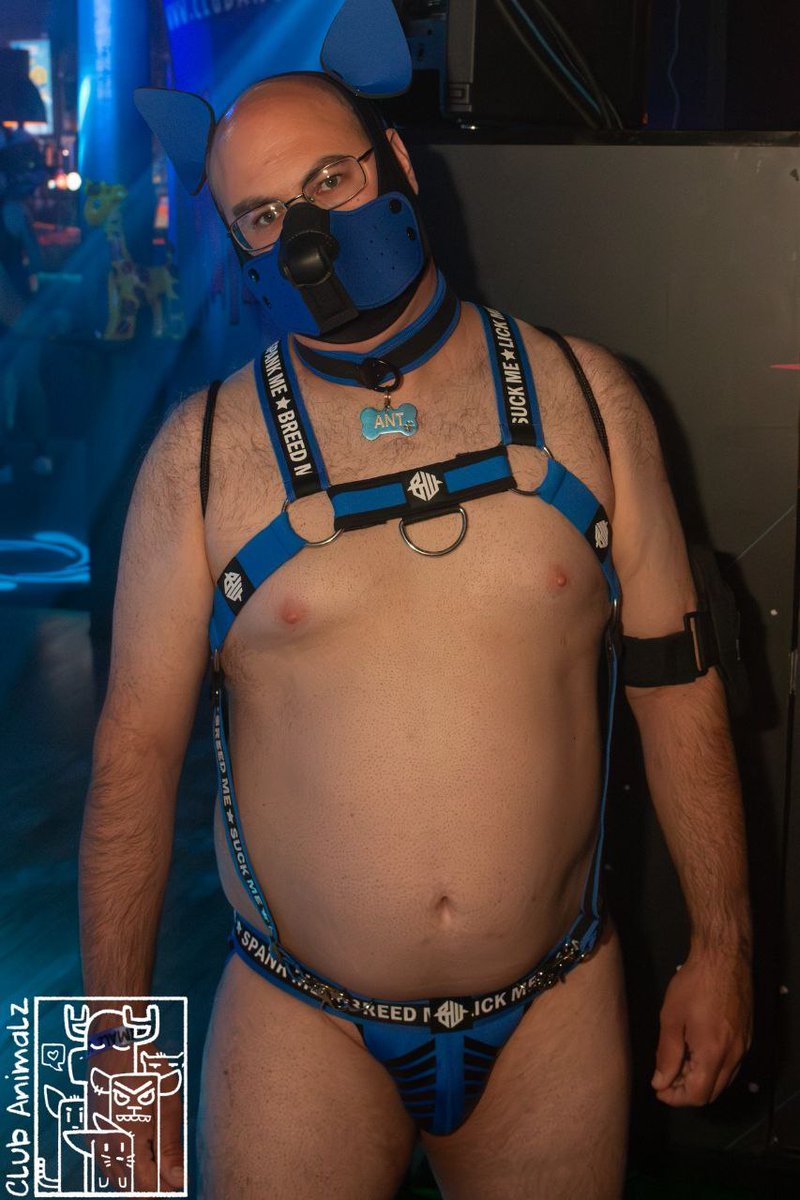 Pup_Sharp (@anthonystew) on Twitter photo 