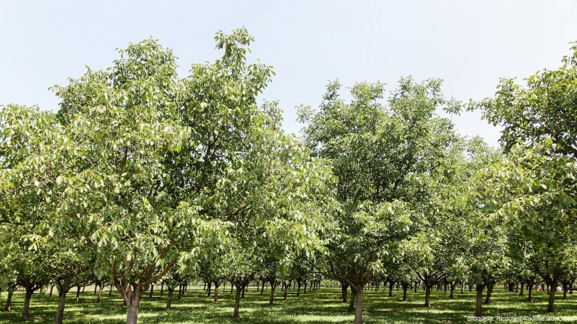 Klimaresiliente Bäume für trockene Böden🌳

Die Hochschule für nachhaltige Entwicklung Eberswalde startet ein Forschungsprojekt zur Verbesserung von Agroforstsystemen in trockenen Regionen Ostdeutschlands.

ℹ️Mehr zum Projekt hier:
biooekonomie.de/nachrichten/ne…

#Bioökonomie #Agroforst