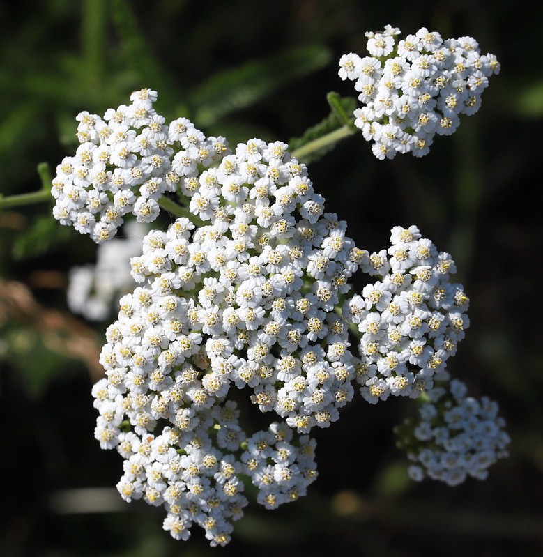 Yarrow by the Cricket Scrub flickr.com/photos/4704642…