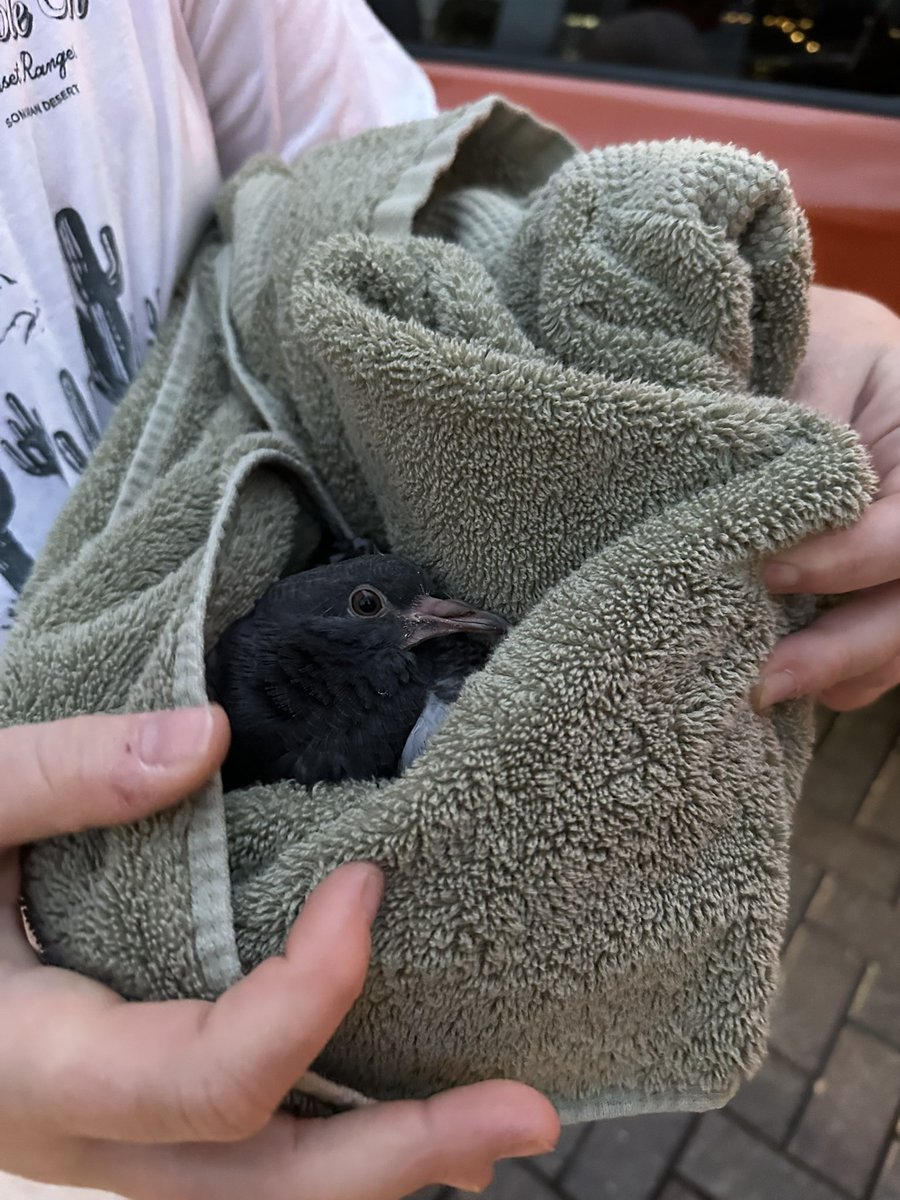 Jeem196's tweet image. Saved a pigeon