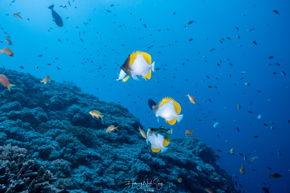 ViltroxOfficial's tweet photo. Underwater Photography with AF 35mm F1.2 LAB FE

Shot by @宋大都督(水下摄影）

#viltrox #viltrox35mmf12 #Viltrox35LAB #ExploreBeyond #Sony #sonyalpha #sonyphotography #sonycreators #sonyphotographers #photography #photographer #camerasetup #cameragear https://t.co/yg3Sg57S05