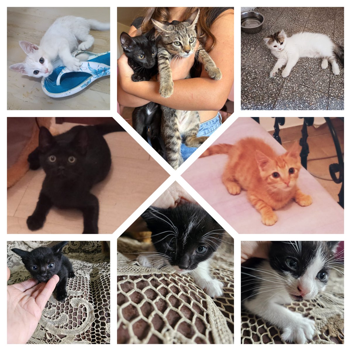 Baffi Randagi (@randagibaffi) on Twitter photo Sabato arriveranno loro, sinceramente non pensavamo di fare due viaggi a luglio ma siamo riusciti ad organizzarci per fare salire gli ultimi cuccioli che i Baffi prenderanno in carico.
Servono €. 500,00 help
IBAN: IT89Z0538781591000043031902
PAYPAL: donazioni@baffirandagi.com Sabato arriveranno loro, sinceramente non pensavamo di fare due viaggi a luglio ma siamo riusciti ad organizzarci per fare salire gli ultimi cuccioli che i Baffi prenderanno in carico.
Servono €. 500,00 help
IBAN: IT89Z0538781591000043031902
PAYPAL: donazioni@baffirandagi.com