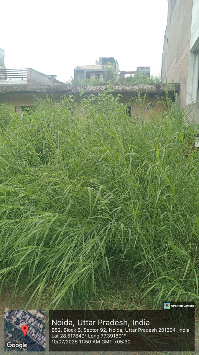 NoidaRwa92's tweet photo. @CeoNoida @noida_authority @chhotethakur @rkhattar  सेक्टर 92 की हालत बहुत खराब है।पूरे सेक्टर में बहुत बड़ी-बड़ी घास झाड़ियां हो गई है। ठेकेदार को बार-बार कंप्लेंट करने के बाद भी ठेकेदार बिल्कुल भी नहीं सुन रहा है। स्वतंत्रता दिवस नजदीक है कृपया इसे शीघ्र अतिशीघ्र सफाई कराई जाए। https://t.co/e9waY3xGjZ