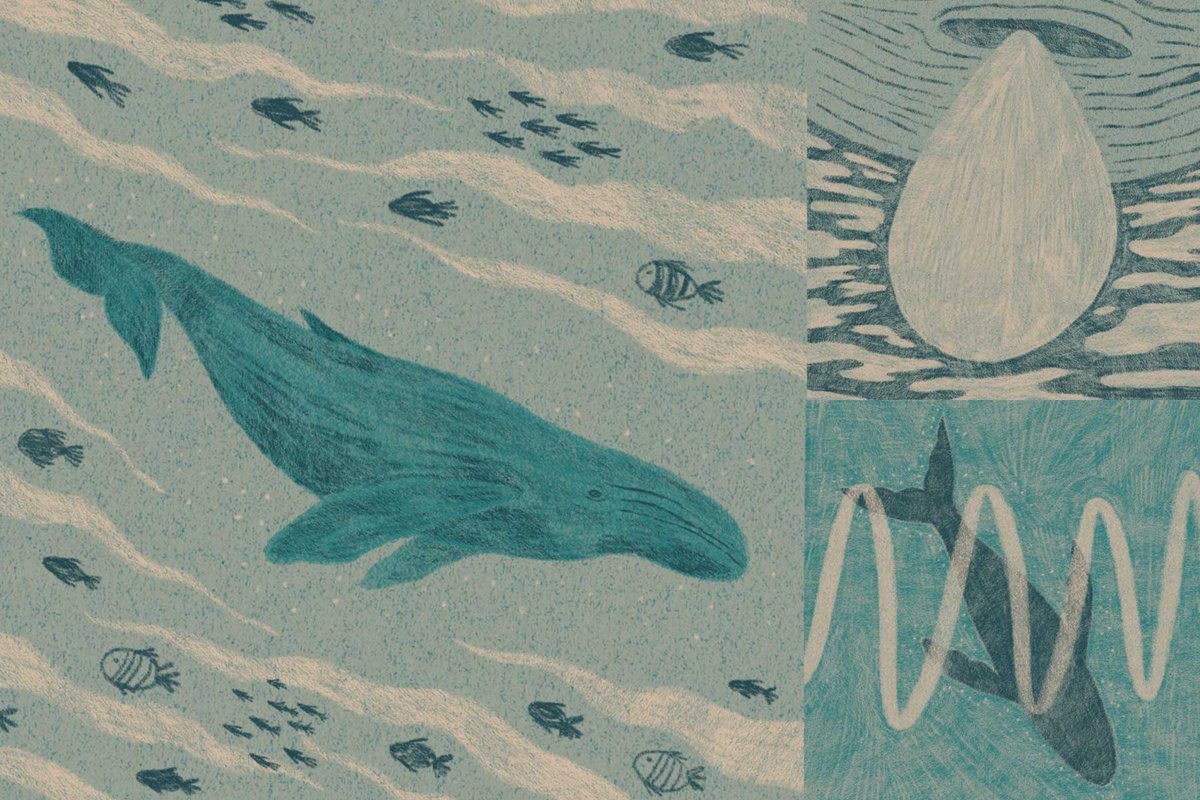 ไร้คลื่นสะท้อนกลับ แม้สืบสายพันธุ์ดังวาฬกำเนิด ‘เสียงโดดเดี่ยวที่ 52 เฮิรตซ์’ ใต้ก้นสมุทร

มีบ้างที่ฉันเจอวาฬตัวอื่นผ่านมาทายทัก พวกเขาส่งเสียงร้องใส่กันไปมา ฉันได้ยินทุกคำพูด บ้างว่าคิดถึง บ้างว่ากลับไปที่ฝูงได้แล้ว พลางถามไถ่กันว่าสบายดีหรือเปล่า ฉันอยากคุยกับพวกเขาได้บ้างจัง