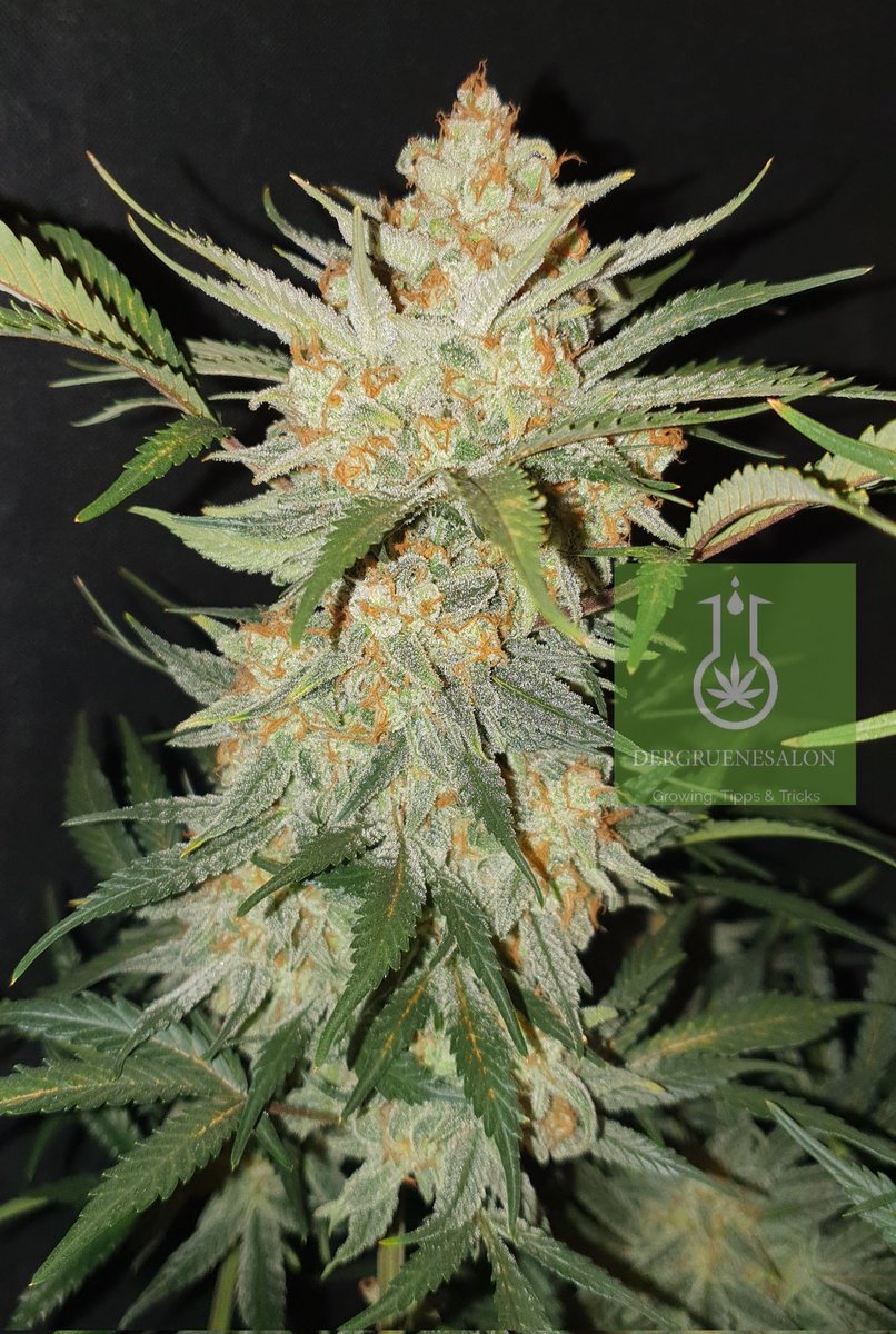 Tag 88 und der letzte für Zkittelz XL Auto von <a href="/GanjaFarmerSeed/">Ganja Farmer Seedbank</a> 
Wünschen wir ihr eine gute Reise in meine Lungenflügel. Etwas dauert es noch bis es losgeht, aber die Vorkehrungen laufen!