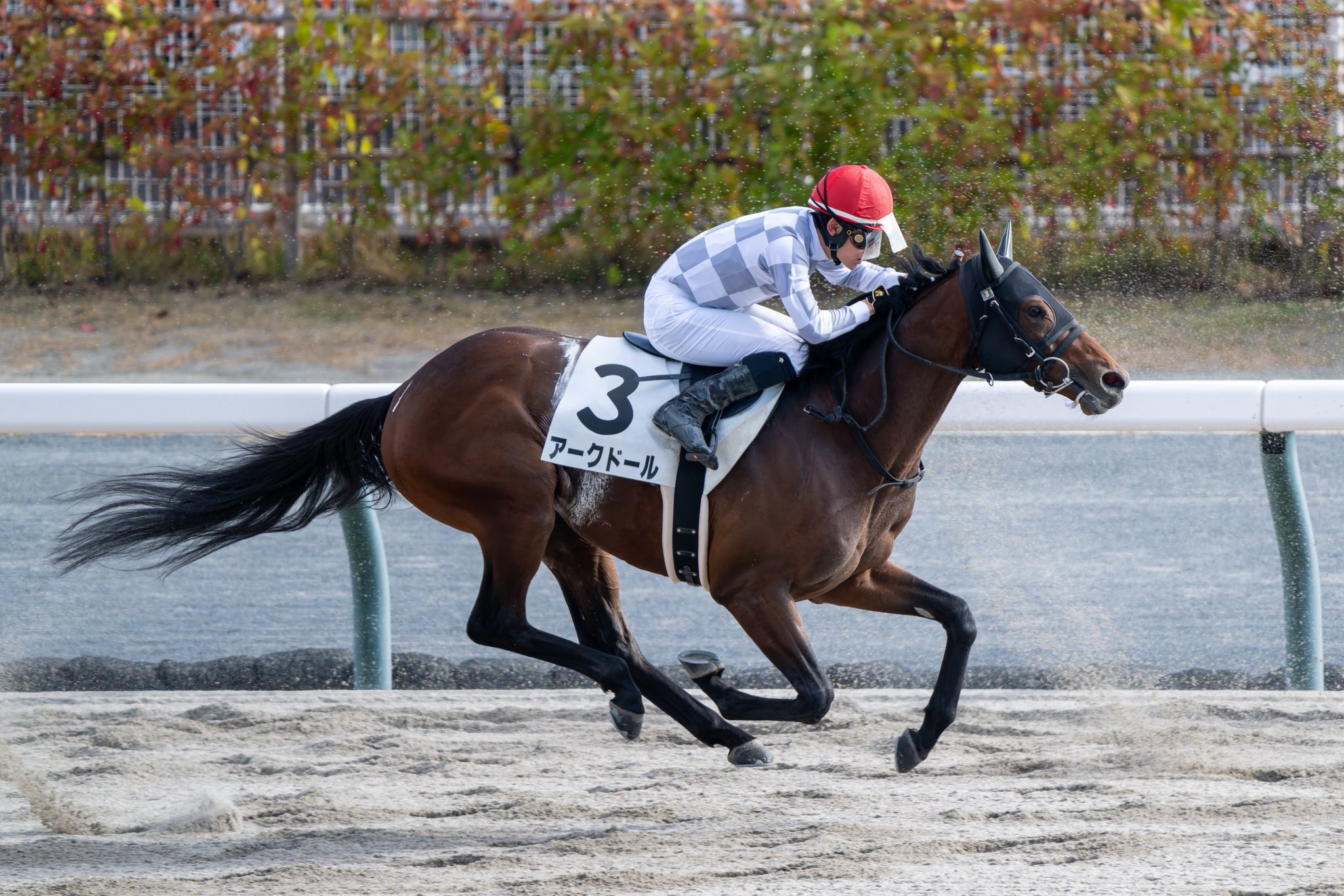 競馬　1999G1レース PHOTO COLLECTION 競馬 1999G1レース PHOTO COLLECTION Photo Hayashi Studio