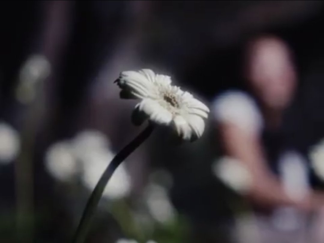 Gar_Logan_52's tweet image. im sorry but showing daisies in an mv for a song called "like an orchid" is absolutely NOT cinema 😭