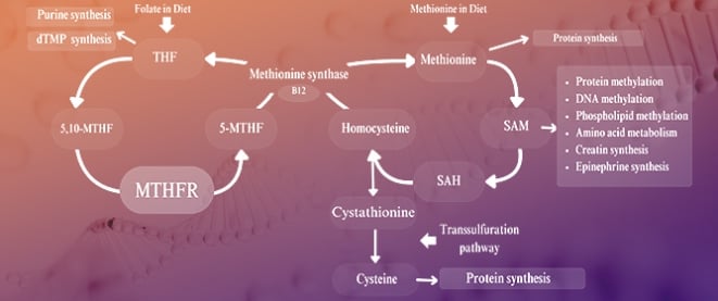 Genes_MDPI's tweet image. 👏Featured on our front page:
"MTHFR Gene Polymorphisms: A Single Gene with Wide-Ranging Clinical Implications—A Review" by Prof. Danuta Januszkiewicz-Lewandowska and colleagues from Poznan University of Medical Sciences (@PUMS_tweets)
📖Read it at: mdpi.com/2073-4425/16/4…
