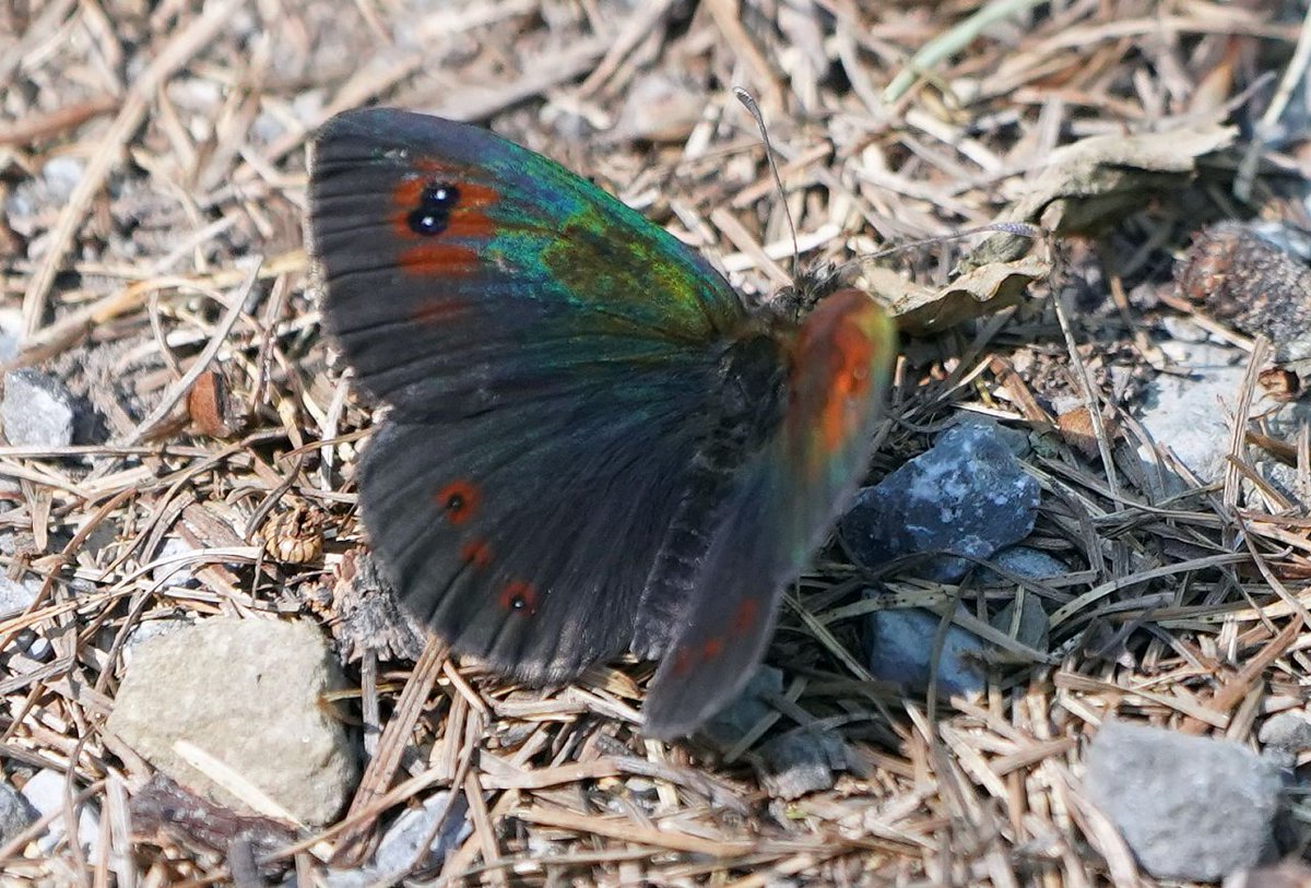 happy to capture the metallic sheen of the brassy ringlet, taken in the French alps on a <a href="/Mariposa_Nature/">Mariposa Nature Tours</a> trip 9th July 2025