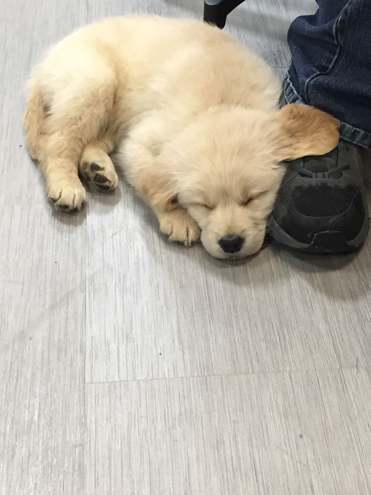 petpuppies👿😺 (@petpopular) on Twitter photo 