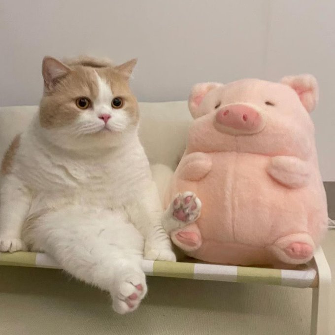 MaZsola  tweet media