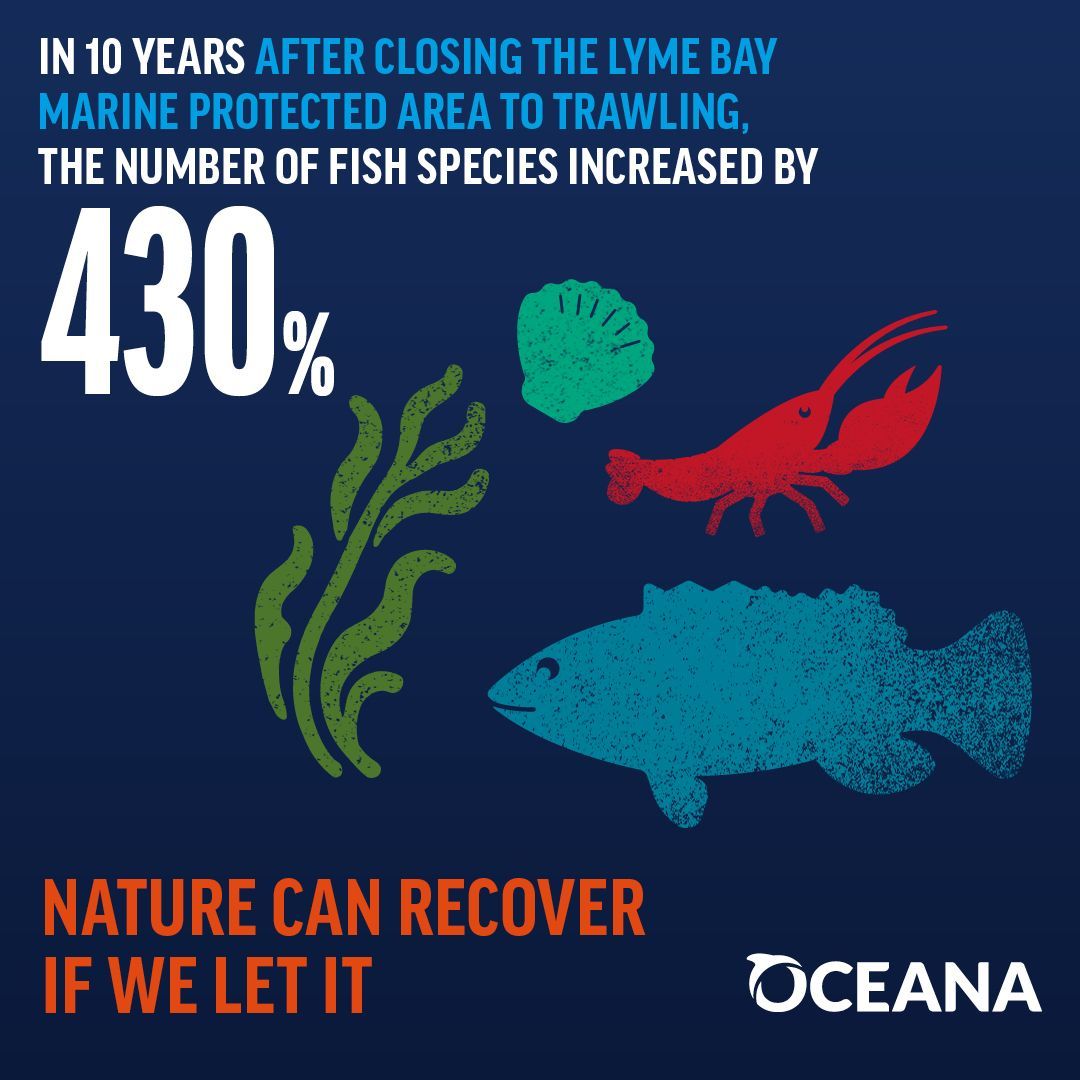 OceanaUK's tweet image. Bottom trawling is devastating our seas BUT THERE'S HOPE!
🌊Because when nature's left alone, it will recover. A trawling ban in Dorset saw fish diversity shoot up by 430% in 10 yrs📈 The ocean will bounce back if we let it!
Use your voice 🪸 only.one/act/uk-mpa-con…