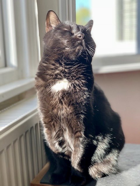 PickleAndNancy's tweet image. Love this #throwbackthursday photo of Pickle enjoying the sun! 🌞 Have a wonderful day furiends, love Pickle and Nancy 💕🐈‍⬛