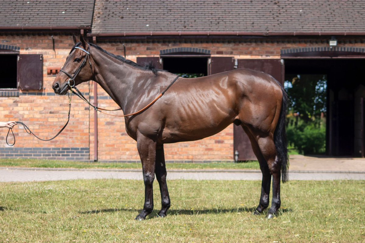 HickyParmarRace's tweet image. Our son of SEA THE STARS, Foxlight, sells today at @Tattersalls1766 July Sale, with @TheCastlebridge 🔴🟢
With a race record of 1-1-4, a horse with tremendous ability!
Take a look today 🏆