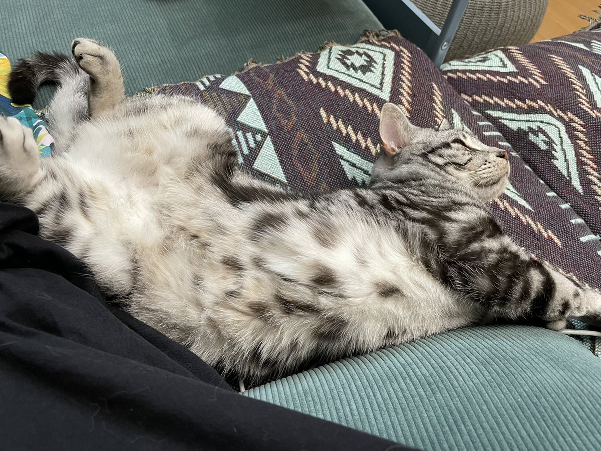 猫がへそを出した瞬間えもいわれぬ香ばしいスメルがフワッと立ち上がって、夏