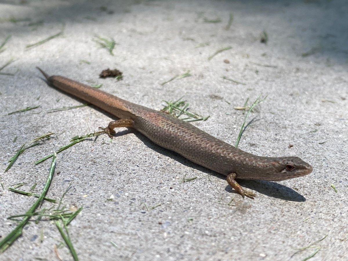 GermanyInOz's tweet image. 🌿Look at the visitors of a different kind we have had at the Embassy! 🦎🦜
These unexpected encounters are a vivid reminder of the incredible #biodiversity that surrounds us — even in urban settings. Our embassy garden can play its part preserving their habitats. 🌱💚