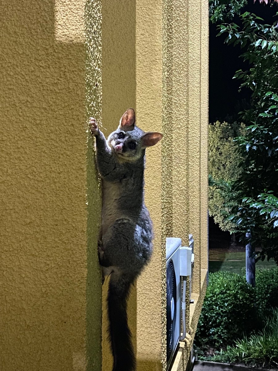 GermanyInOz's tweet image. 🌿Look at the visitors of a different kind we have had at the Embassy! 🦎🦜
These unexpected encounters are a vivid reminder of the incredible #biodiversity that surrounds us — even in urban settings. Our embassy garden can play its part preserving their habitats. 🌱💚