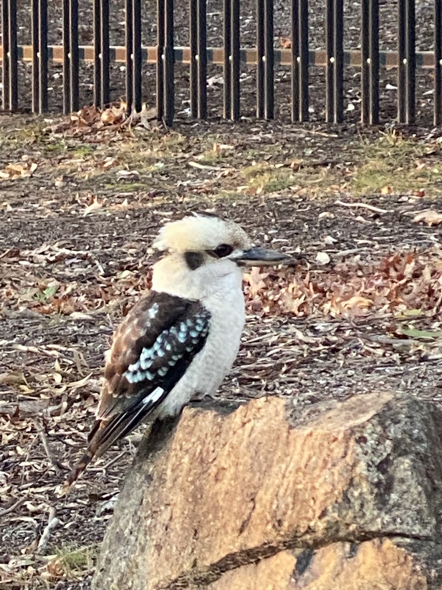 GermanyInOz's tweet image. 🌿Look at the visitors of a different kind we have had at the Embassy! 🦎🦜
These unexpected encounters are a vivid reminder of the incredible #biodiversity that surrounds us — even in urban settings. Our embassy garden can play its part preserving their habitats. 🌱💚