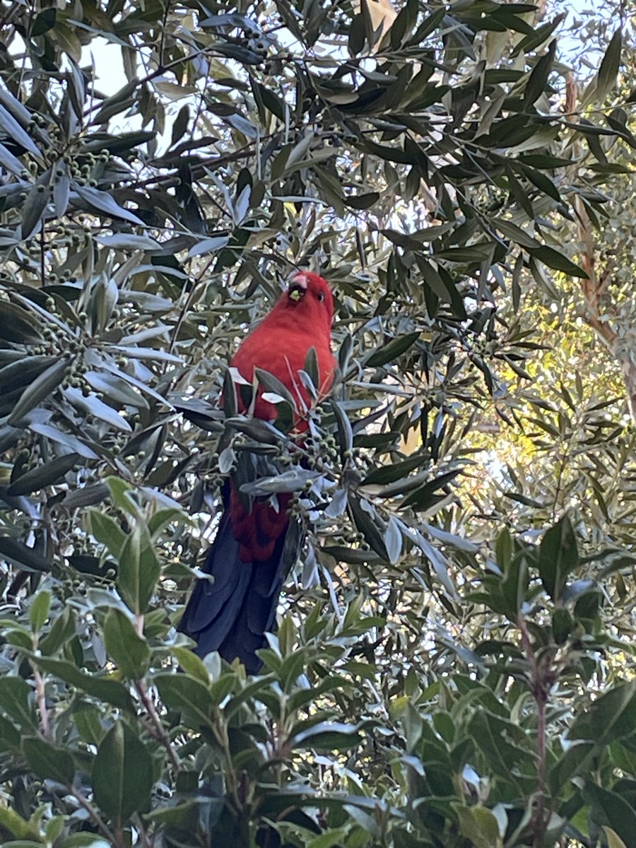 GermanyInOz's tweet image. 🌿Look at the visitors of a different kind we have had at the Embassy! 🦎🦜
These unexpected encounters are a vivid reminder of the incredible #biodiversity that surrounds us — even in urban settings. Our embassy garden can play its part preserving their habitats. 🌱💚