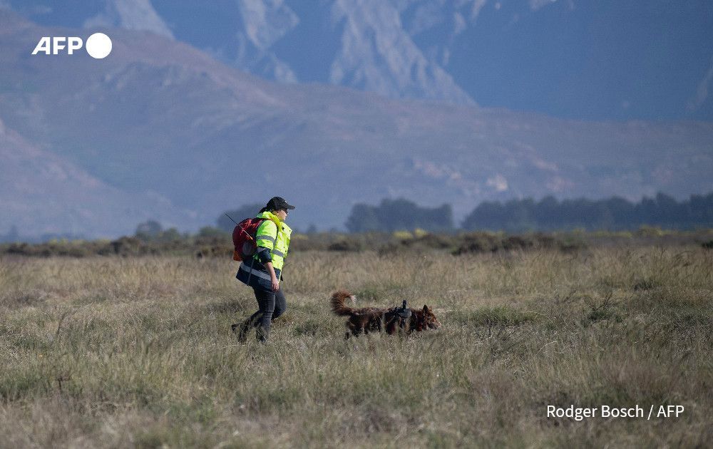 AFP's tweet photo. Dogs on the trail of South Africa's endangered tortoises

https://t.co/VYyC88HCxK https://t.co/ypZLgS3kg1
