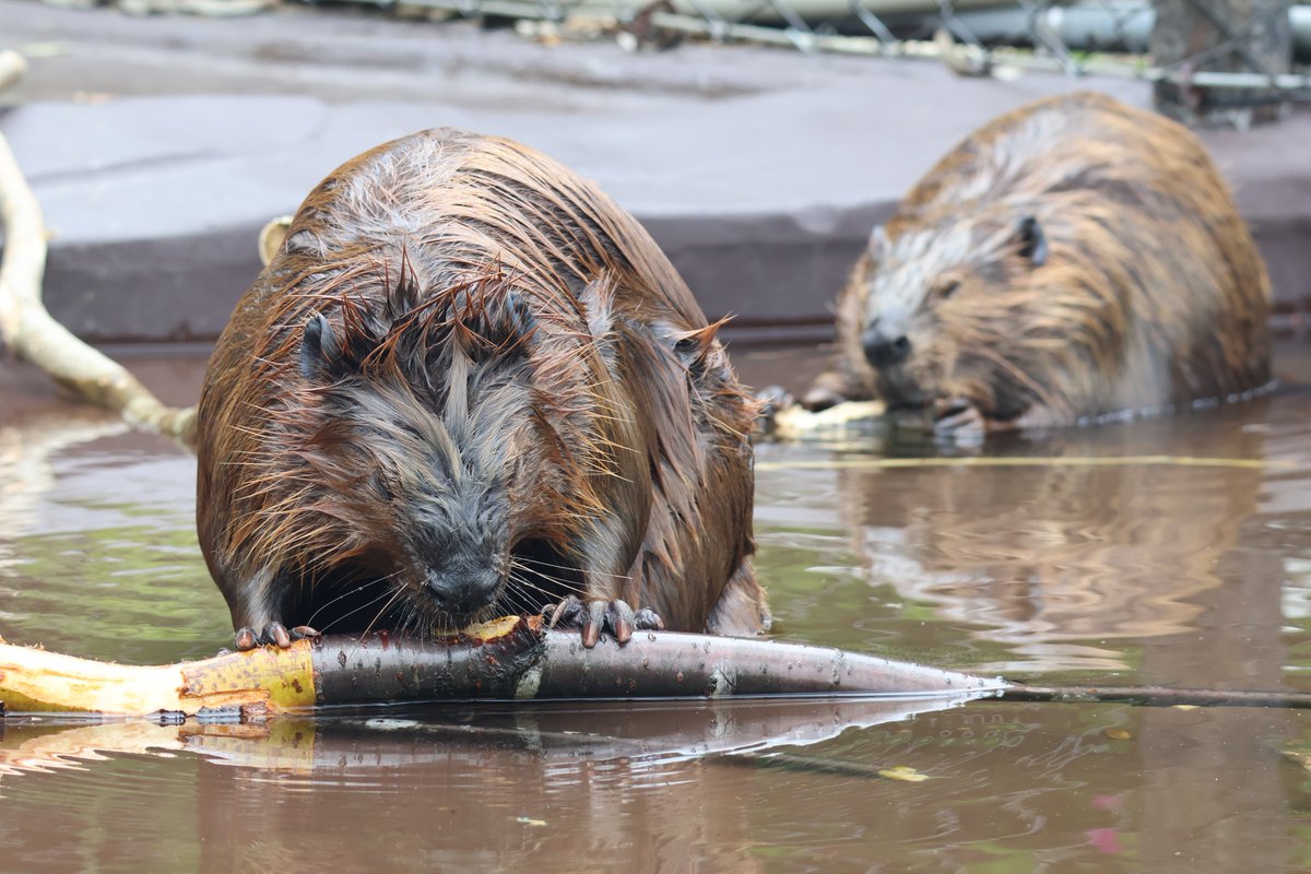 ハンターはなび4ビ!!

おめでとう㊗️🦫🦫🦫🦫
