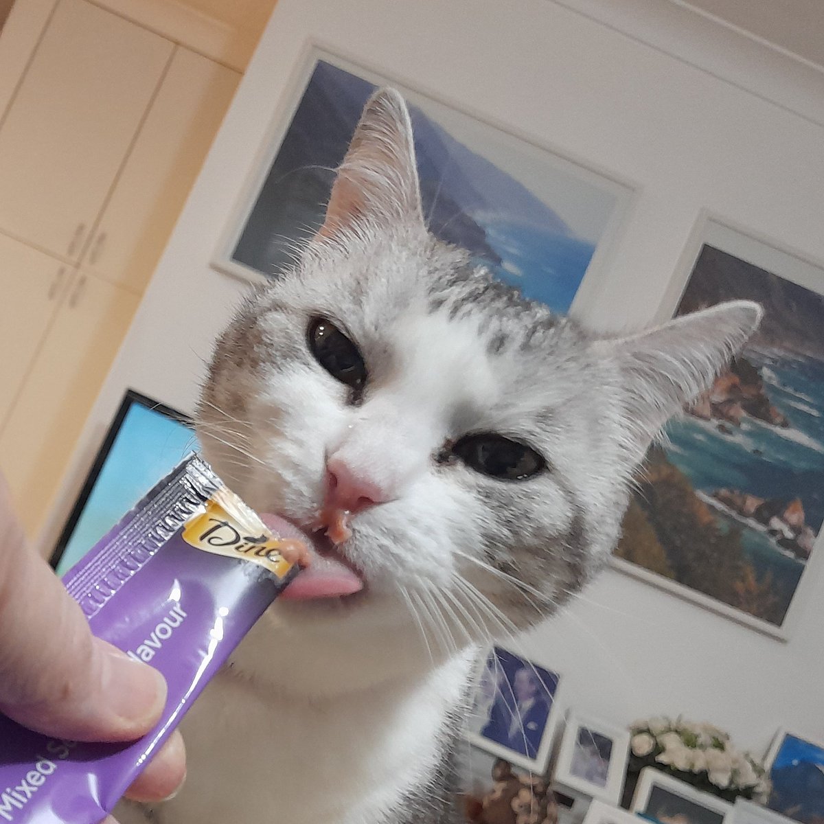 wombatwalking's tweet image. Diary of a cat servant: So when you eat your lickable treats, friends, do you end up having to lick half of it off your face because you are just so eager?