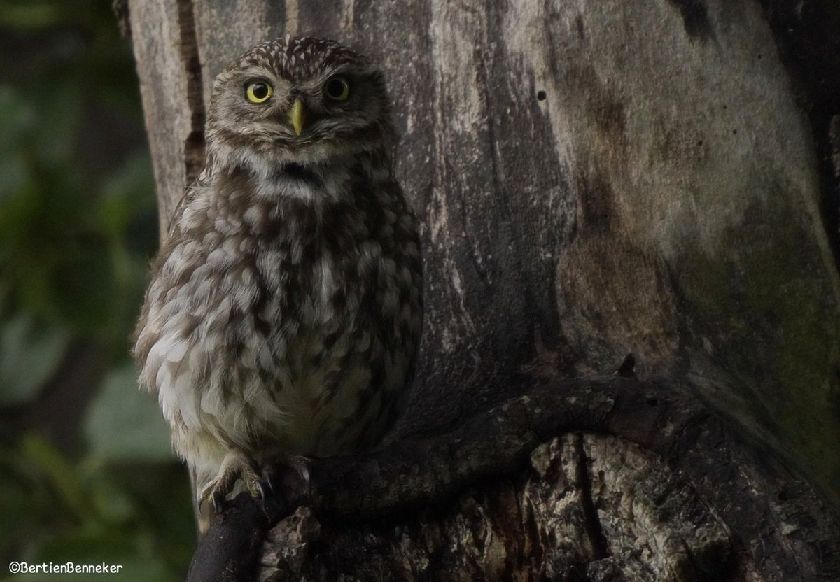 Goedemorgen, zijn we weer.
Voor iedereen een fijne donderdag 🍀
#steenuil #birdsphotography #NatureBeauty #NatureVibes
