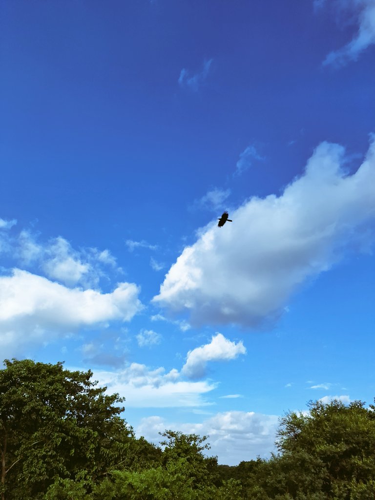 hey_aaru's tweet photo. Birdfect!!🤍🤍 https://t.co/lJXmT95DtX