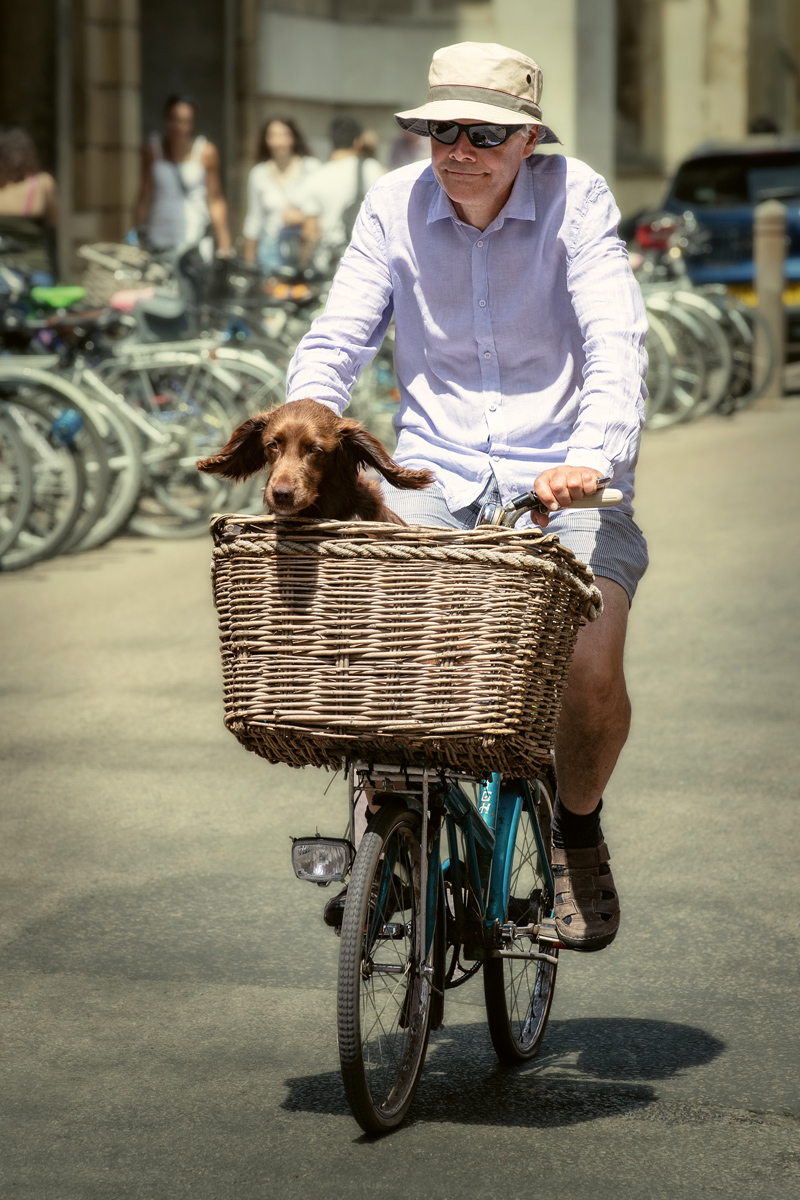 acambridgediary's tweet image. 9th July 2019
A Cocker Spaniel gets the royal treatment .
Picture from my book 'Cambridge - Time & Space'.