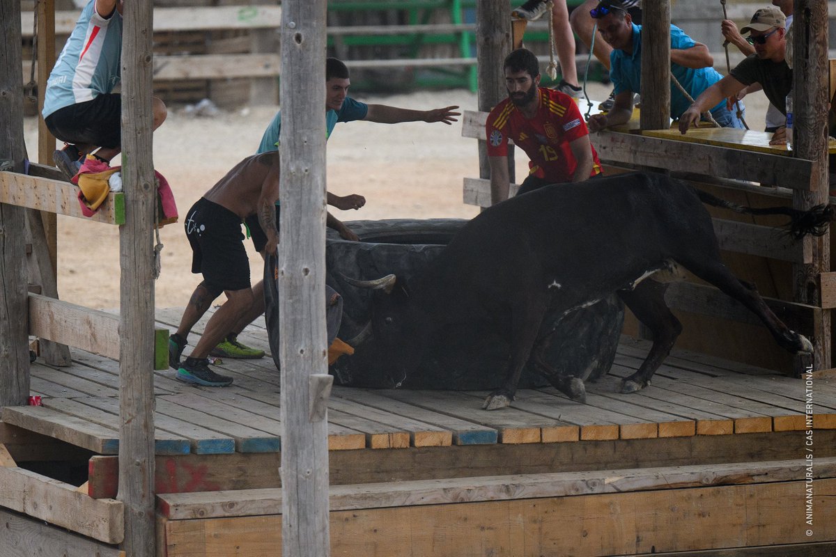 🐂❗️ FiestasCrueles.org | A estos animales se les incita a embestir contra barrotes de metal o a subir y saltar obstáculos para los que no están preparados físiológicamente, provocándoles lesiones y un estrés extremo evidenciado en sus movimientos desesperados.